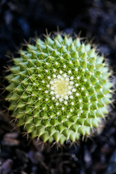 Kaktus makro pozadí jemné umění ve vysoce kvalitních tištěných produktech 50 megapixelů čeleď cactaceaee — Stock fotografie