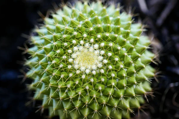 Макро фон кактуса образотворче мистецтво у високоякісних друкарських виробах п'ятдесят мегапікселів сімейства кактусів — стокове фото