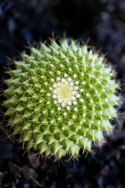 Yüksek kaliteli kaktüs makro arka plan güzel sanatlar ürünleri elli megapiksel aile cactaceaee