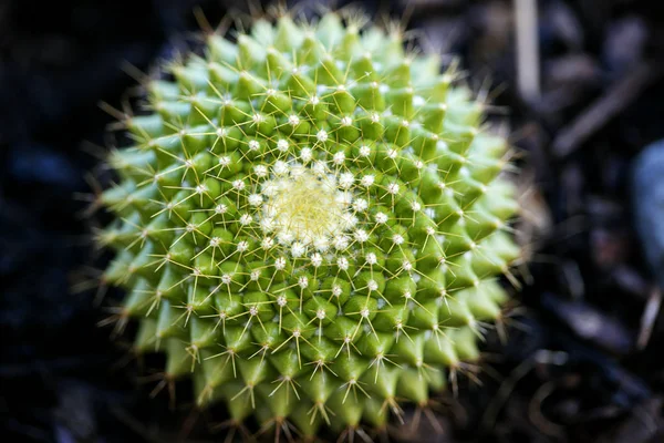 Cactus makro tło sztuki w wysokiej jakości wydruków produktów 50 megapikseli rodziny cactaceaee — Zdjęcie stockowe