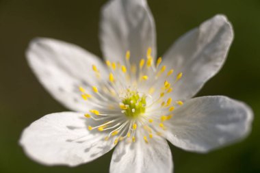 Anemone yabani çiçek veya ahşap anemon makro arka plan güzel sanatlar yüksek kaliteli baskılar ürünleri ranunculaceae falimy