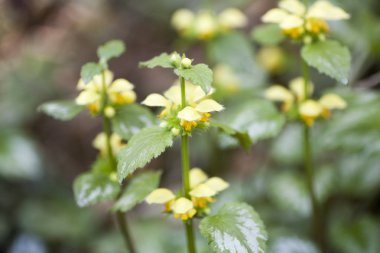 Yabani çiçek Yangın makro arka plan güzel sanatlar yüksek kaliteli baskılar ürünleri lamium galeobdolon aile lamiaceae sarı archangel