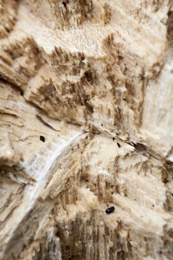 Ahşap güzel yakın yüzey renkli soyut makro arka plan yüksek kaliteli baskılar ürünleri güzel sanatlar