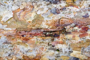 Ahşap güzel yakın yüzey renkli soyut makro arka plan yüksek kaliteli baskılar ürünleri güzel sanatlar