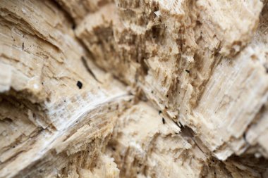 Ahşap güzel yakın yüzey renkli soyut makro arka plan yüksek kaliteli baskılar ürünleri güzel sanatlar