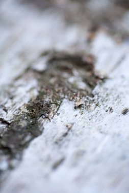 Ahşap güzel yakın yüzey renkli soyut makro arka plan yüksek kaliteli baskılar ürünleri güzel sanatlar