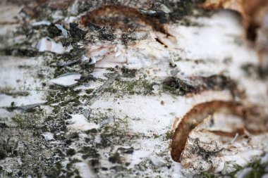 Ahşap güzel yakın yüzey renkli soyut makro arka plan yüksek kaliteli baskılar ürünleri güzel sanatlar