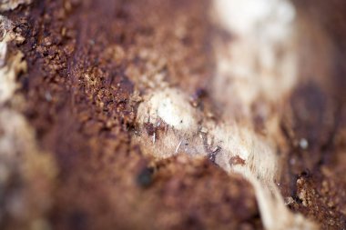 Ahşap güzel yakın yüzey renkli soyut makro arka plan yüksek kaliteli baskılar ürünleri güzel sanatlar