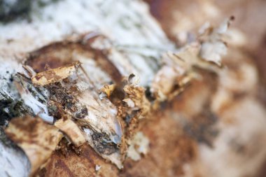 Ahşap güzel yakın yüzey renkli soyut makro arka plan yüksek kaliteli baskılar ürünleri güzel sanatlar