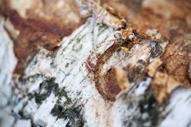 Ahşap güzel yakın yüzey renkli soyut makro arka plan yüksek kaliteli baskılar ürünleri güzel sanatlar