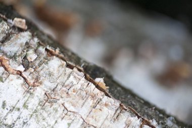 Ahşap güzel yakın yüzey renkli soyut makro arka plan yüksek kaliteli baskılar ürünleri güzel sanatlar