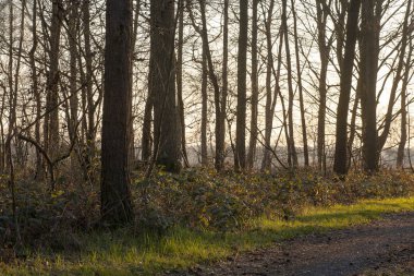 Yüksek kaliteli baskılar ürünleri almanya kuzey orman arka plan güzel sanatlar orman güneş ışıkları