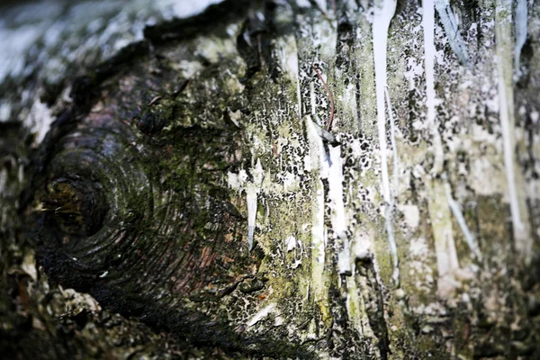 Albero corteccia astratto macro sfondo belle arti in prodotti di alta qualità stampe cinquanta megapixel — Foto Stock