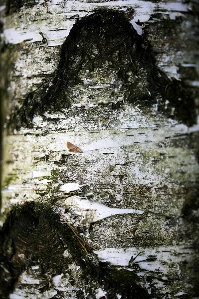 Casca de árvore abstrato macro fundo arte fina em alta qualidade imprime produtos cinquenta megapixels — Fotografia de Stock