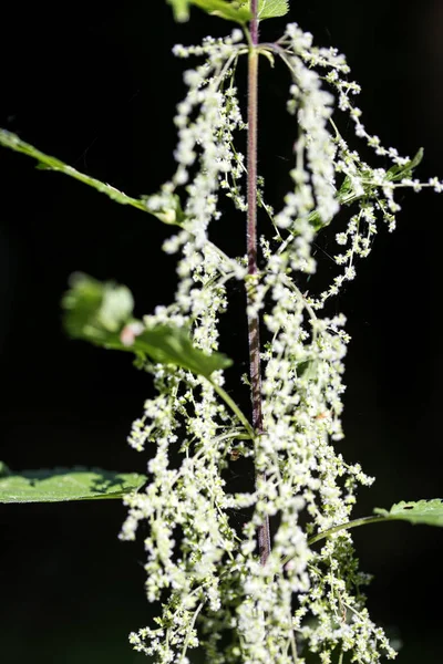 Výtvarné umění v pozadí makro s vysokým kvalitním tiskem výrobky 50 megapixelů Urtica dioica čeleď Kopřivovité — Stock fotografie