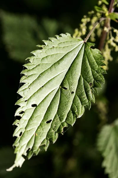 Yüksek kaliteli baskılar ürünleri elli megapiksel urtica dioica aile urticaceae ortak ısırgan otu Wild çiçek makro arka plan güzel sanatlar