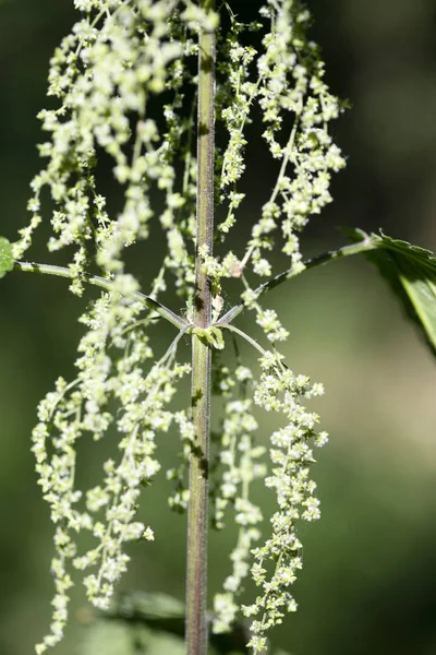 Flor silvestre macro fondo fino arte en alta calidad productos impresos cincuenta megapíxeles urtica dioica familia urticaceae ortiga común — Foto de Stock