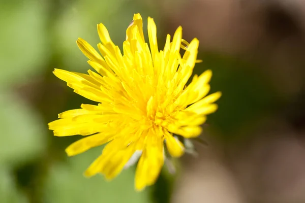 고품질 인쇄 제품에 야생 꽃 taraxacum 매크로 배경 미술을 날려 — 스톡 사진