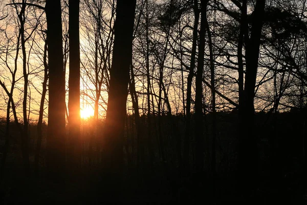 Luzes de sol na alemanha norte floresta fundo multa arte em alta qualidade imprime produtos — Fotografia de Stock
