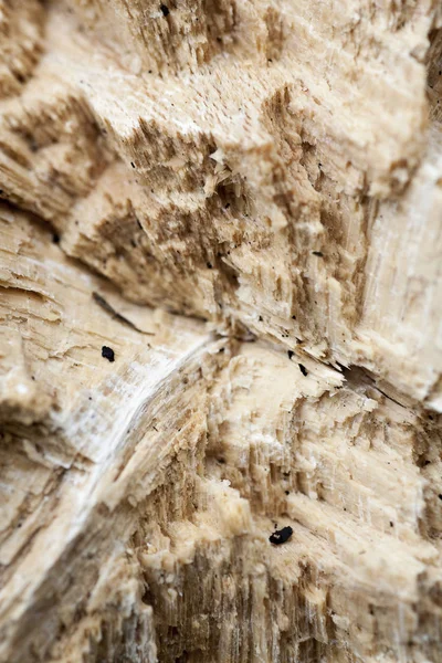 Ahşap güzel yakın yüzey renkli soyut makro arka plan yüksek kaliteli baskılar ürünleri güzel sanatlar