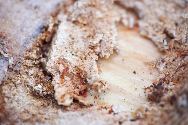 Ahşap güzel yakın yüzey renkli soyut makro arka plan yüksek kaliteli baskılar ürünleri güzel sanatlar