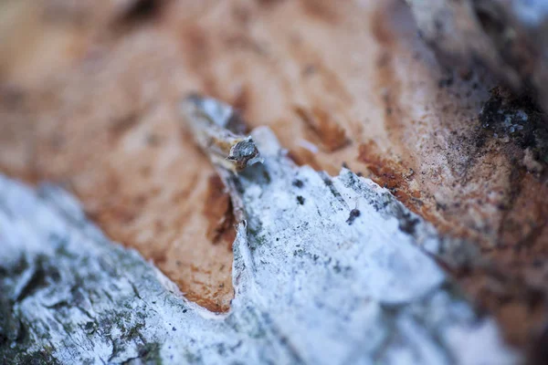 Dřevo krásný blízký povrchový barevný abstraktní makro pozadí jemné umění ve vysoce kvalitních tištěných produktech — Stock fotografie