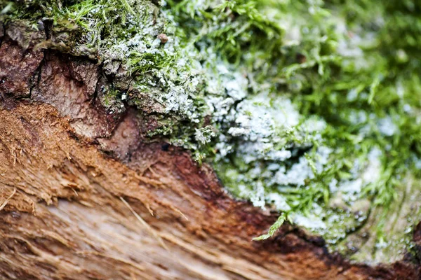 Lichens on wood beautiful close up surface colorful abstract macro background fine art in high quality prints products — Stock Photo, Image