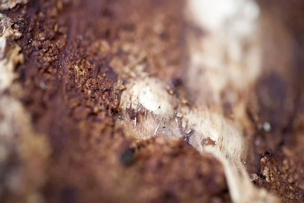 Ahşap güzel yakın yüzey renkli soyut makro arka plan yüksek kaliteli baskılar ürünleri güzel sanatlar