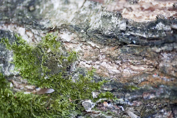 Lichens on wood beautiful close up surface colorful abstract macro background fine art in high quality prints products — Stock Photo, Image