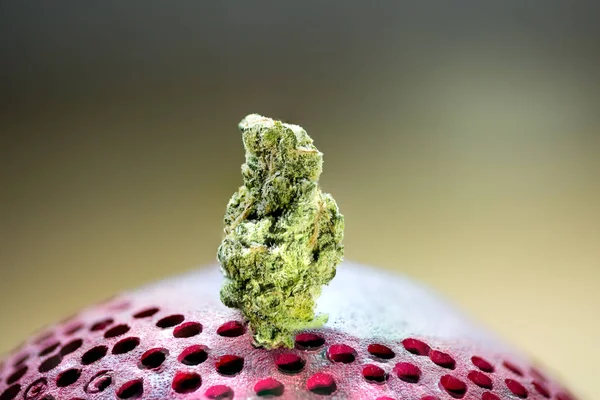 Cannabis brote fresa neblina primer plano fondo foco pegado pri — Foto de Stock