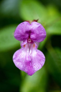 Yabani çiçek makro arka plan yüksek kaliteli 