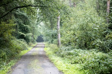 Orman yol gezisi arka plan yüksek kalite
