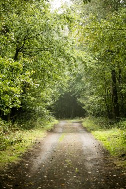 Orman yol gezisi arka plan yüksek kalite