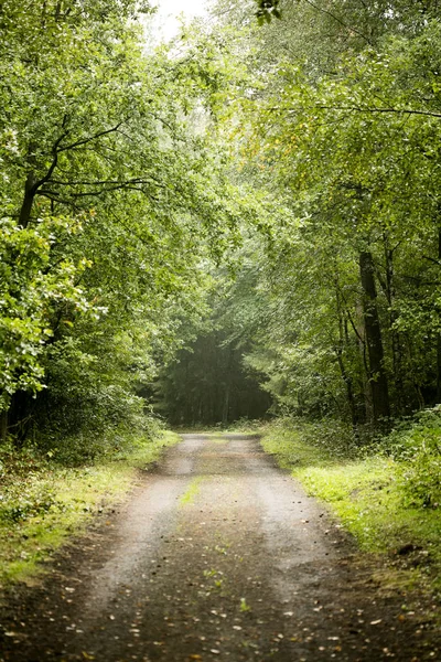 Floresta estrada viagem fundo de alta qualidade — Fotografia de Stock