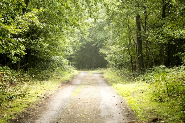 Forêt route arrière-plan de haute qualité — Photo