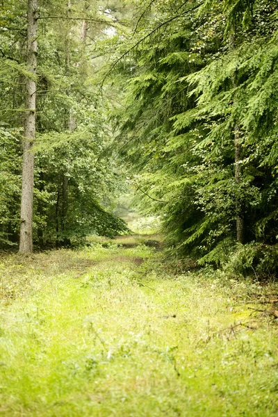 Forêt route arrière-plan de haute qualité — Photo