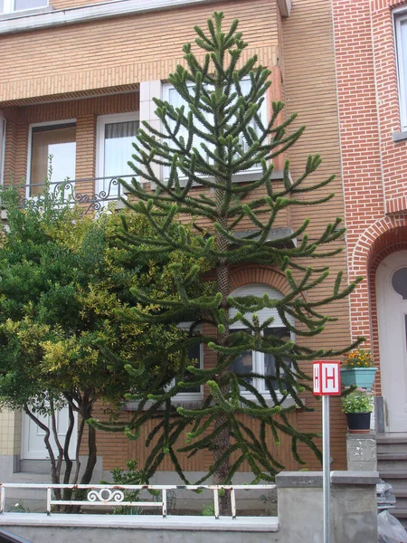 Belgien, Bryssel - 12 augusti 2008: Centrala toppplatser till fots — Stockfoto