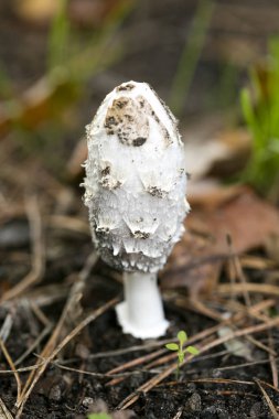 Doğada yabani mantarlar Ekim makro arka planı 50 megapiksel