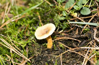 Doğada yabani mantarlar Ekim makro arka planı 50 megapiksel