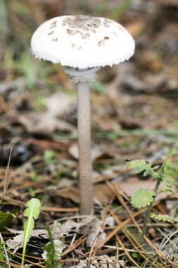 Doğada yabani mantarlar Ekim makro arka planı 50 megapiksel