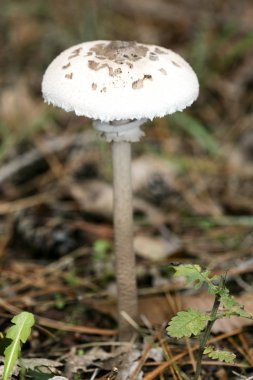 Doğada yabani mantarlar Ekim makro arka planı 50 megapiksel