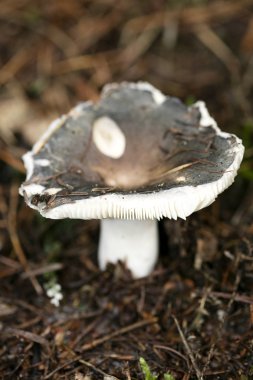 Doğada yabani mantarlar Ekim makro arka planı 50 megapiksel