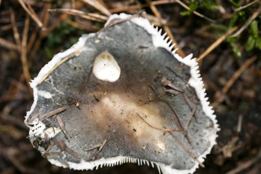 Doğada yabani mantarlar Ekim makro arka planı 50 megapiksel
