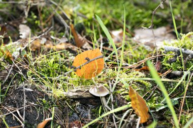 Doğada yabani mantarlar Ekim makro arka planı 50 megapiksel