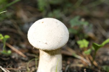 Doğada yabani mantarlar Ekim makro arka planı 50 megapiksel