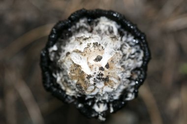 Doğada yabani mantarlar Ekim makro arka planı 50 megapiksel