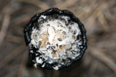 Doğada yabani mantarlar Ekim makro arka planı 50 megapiksel