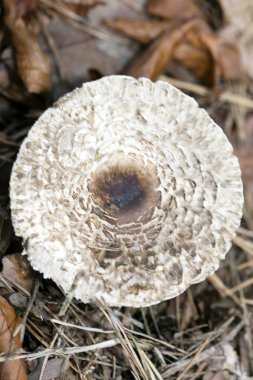 Doğada yabani mantarlar Ekim makro arka planı 50 megapiksel