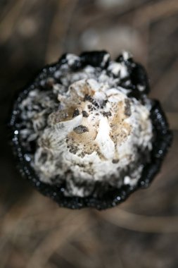 Doğada yabani mantarlar Ekim makro arka planı 50 megapiksel