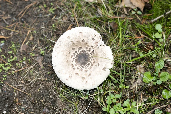 Doğada yabani mantarlar Ekim makro arka planı 50 megapiksel — Stok fotoğraf